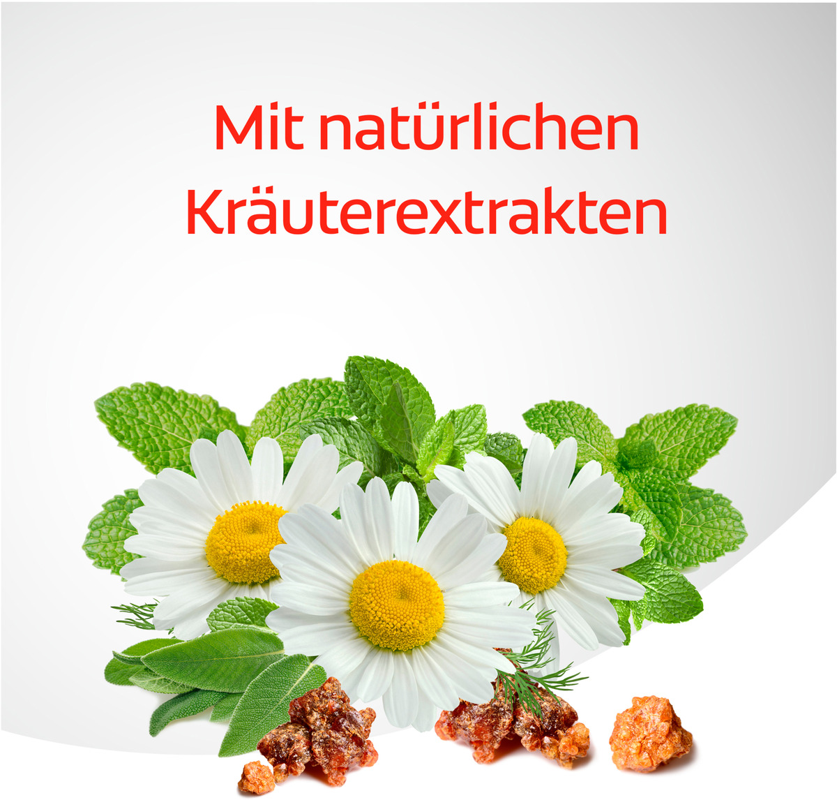 Bild 4 von Colgate Dentagard Zahnpasta Kräuter