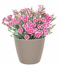 Bild 1 von Nelke Dianthus 'Pink Kisses'