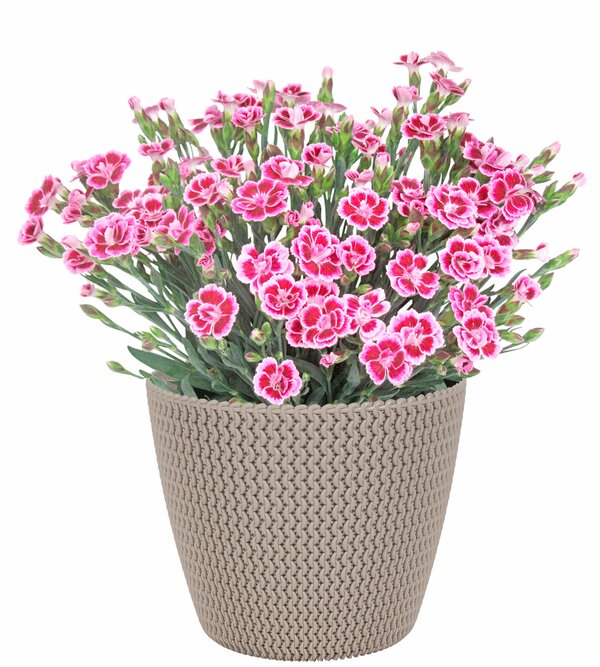 Bild 1 von Nelke Dianthus 'Pink Kisses'