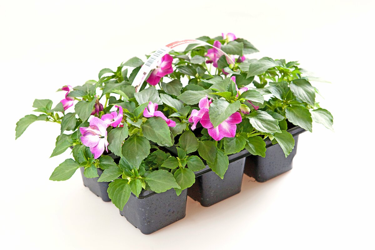 Impatiens 6 Pflanzen im Tray von Thomas Philipps ansehen!