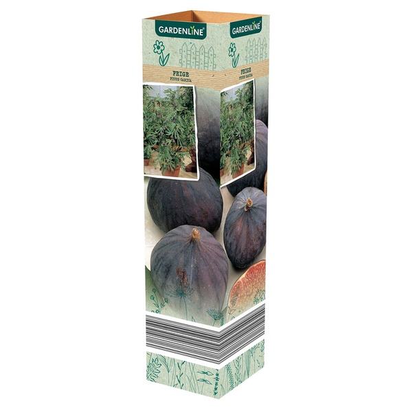 GARDENLINE Mediterrane Pflanzen oder Thunbergia von ALDI SÜD für 2,99