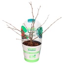 Bild 2 von Bio-Outdoorküche Obstmix T14