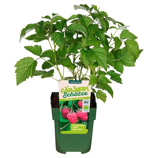 Bild 4 von Bio-Outdoorküche Obstmix und Kräuter T13