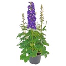 Bild 1 von GARDENLINE Delphinium elatum