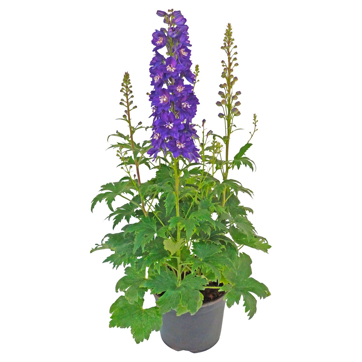 Bild 1 von GARDENLINE Delphinium elatum