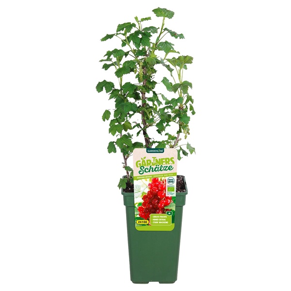 Bild 4 von Bio-Outdoorküche Obstmix XL T19