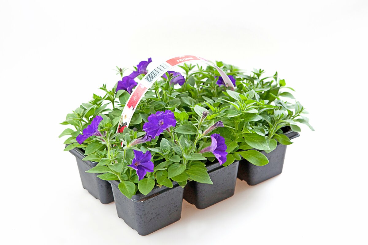 Bild 1 von Petunien  6 Pflanzen im Tray