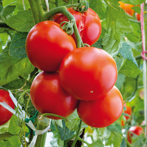 Finest Garden Tomatenpflanzen