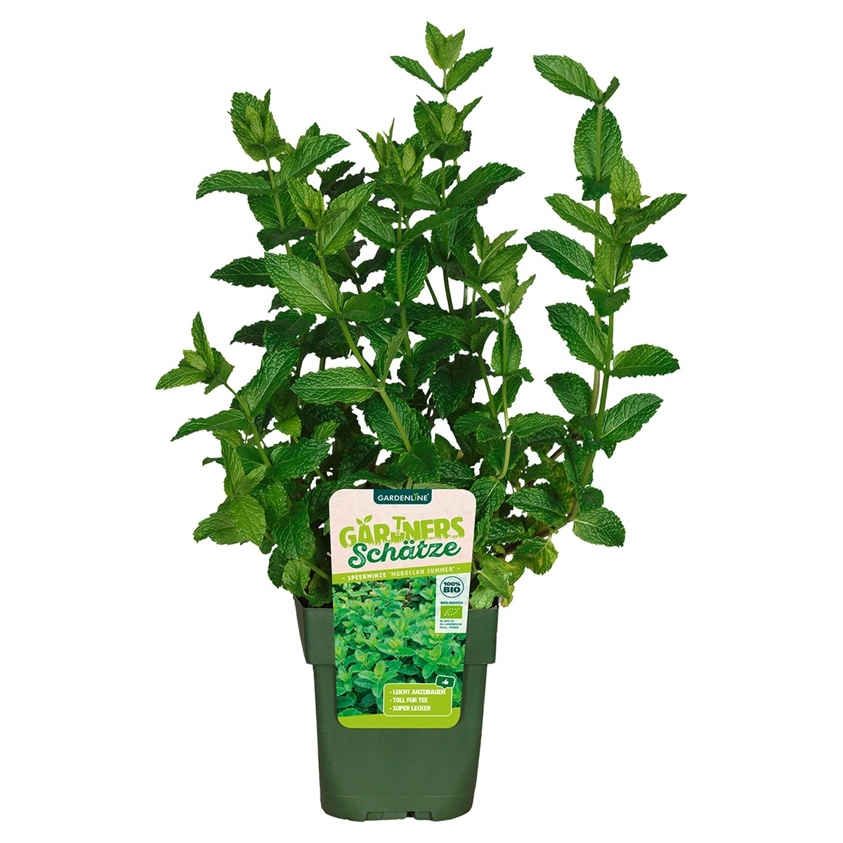 Bild 1 von Bio-Outdoorküche Obstmix und Kräuter T13