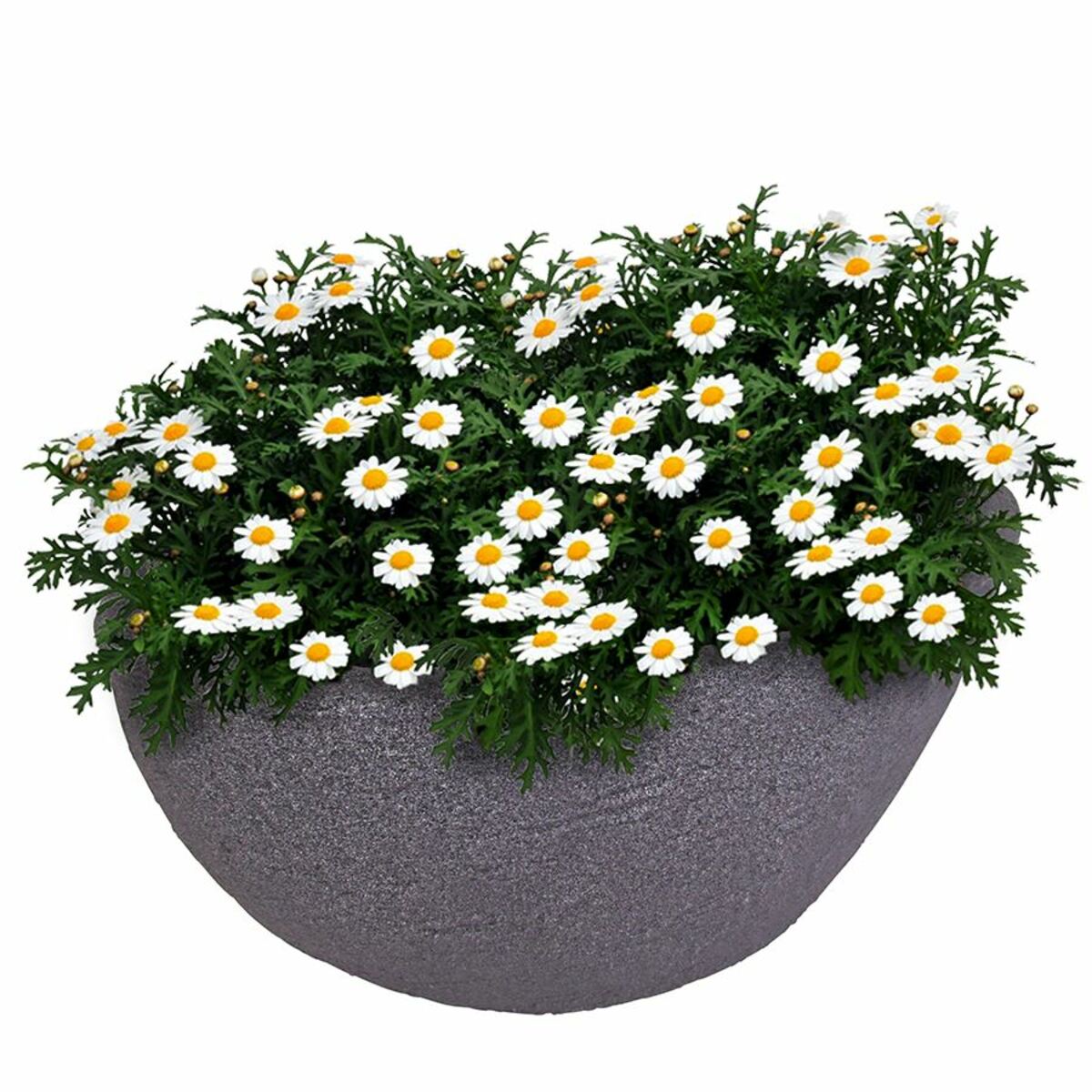 Bild 1 von Ovaler Pflanztopf Stone 59x34cm Grau