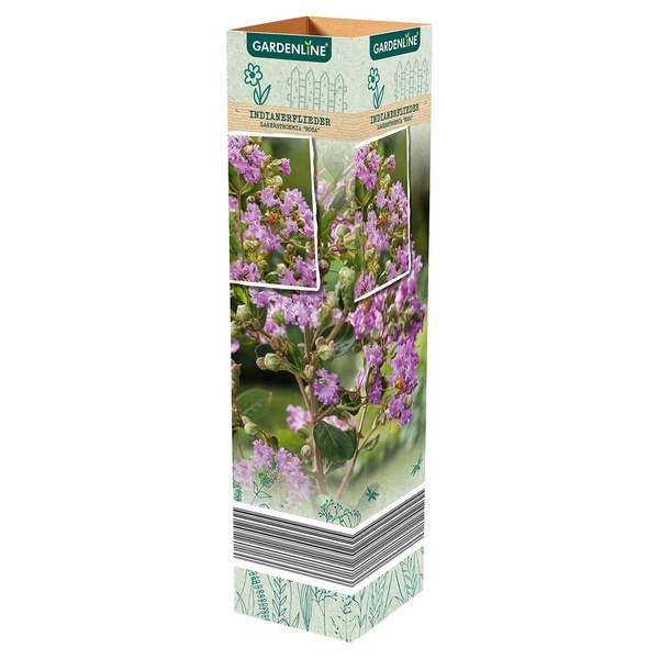 GARDENLINE Mediterrane Pflanzen oder Thunbergia von ALDI SÜD für 2,99