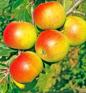 Obstbaum  Pfirsich