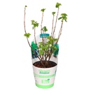 Bild 3 von Bio-Outdoorküche Obstmix T14