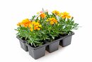 Bild 1 von Tagetes  6 Pflanzen im Tray
