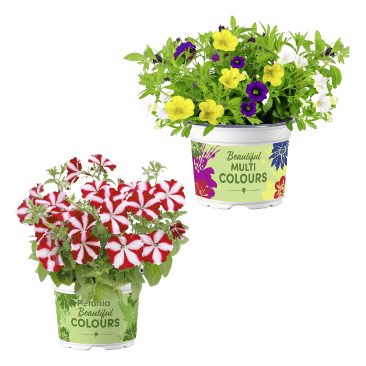 Bild 1 von GARDENLINE Mini-Petunien-Trio / Petunie