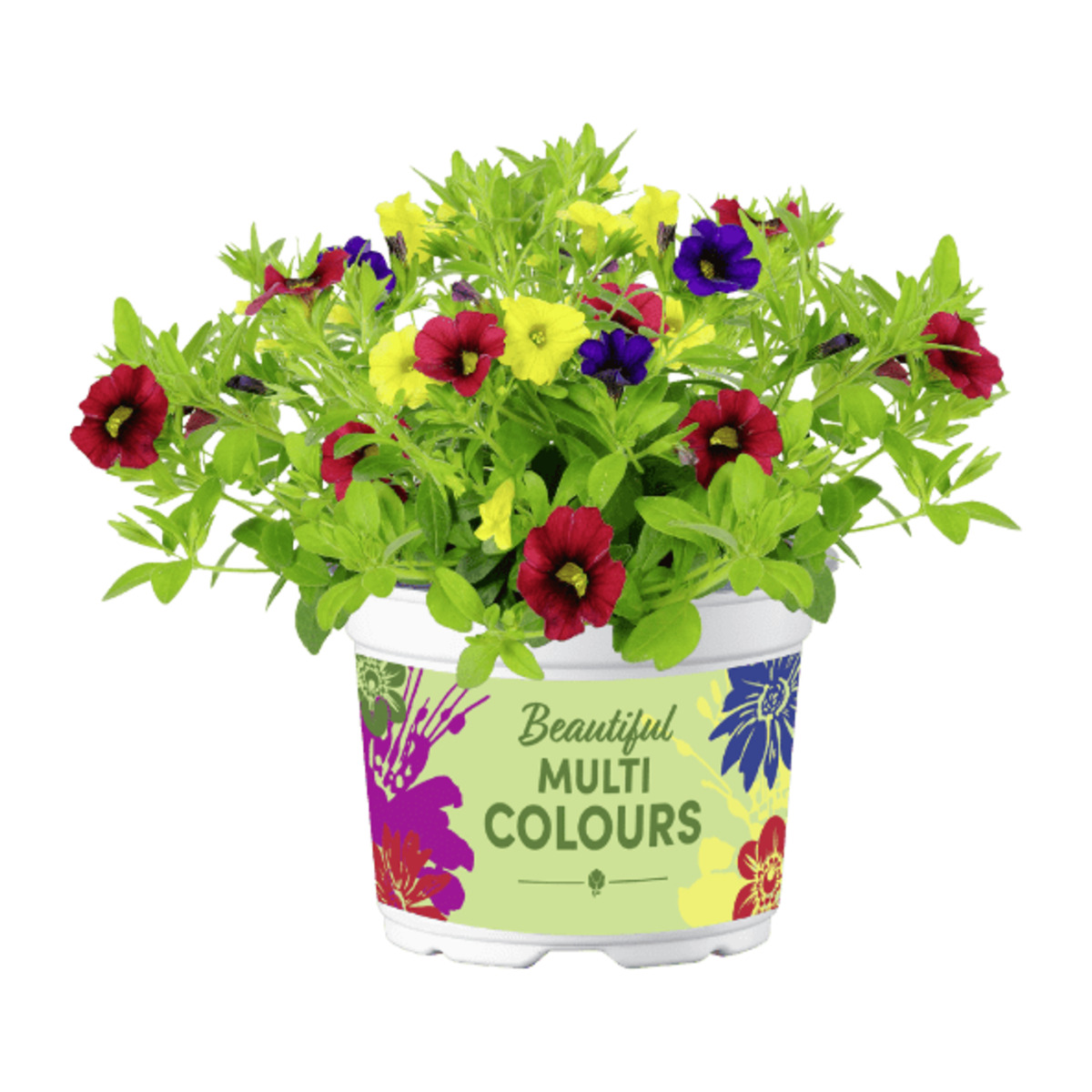 Bild 3 von GARDENLINE Mini-Petunien-Trio / Petunie