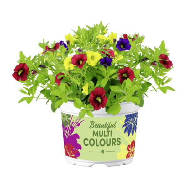 Bild 3 von GARDENLINE Mini-Petunien-Trio / Petunie