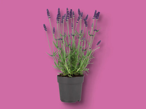 Lavendel angustifolia, 
         Topf