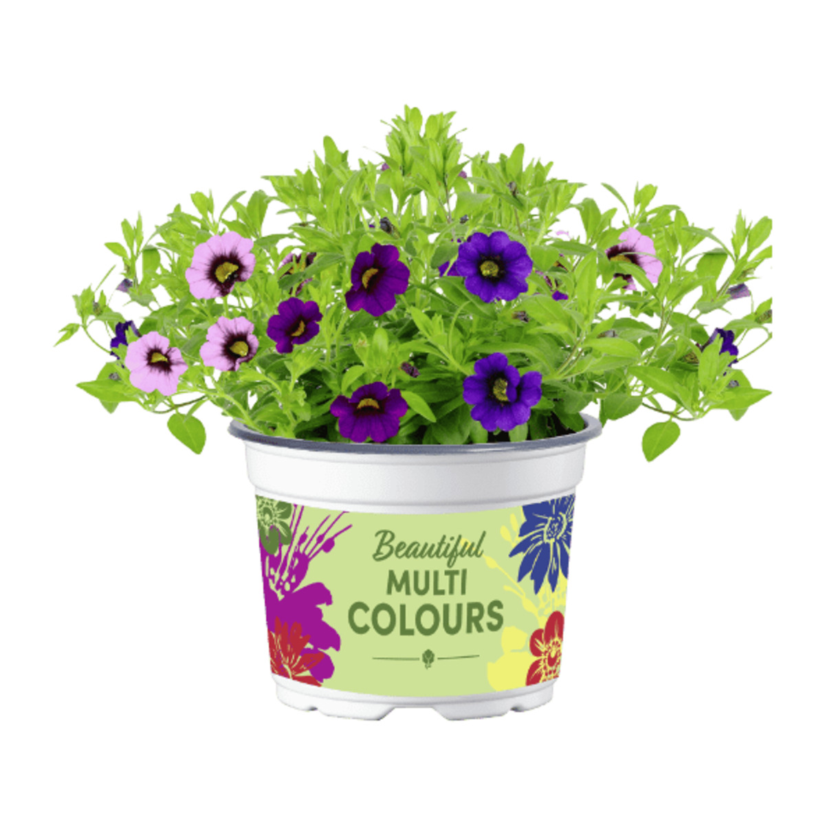 Bild 2 von GARDENLINE Mini-Petunien-Trio / Petunie
