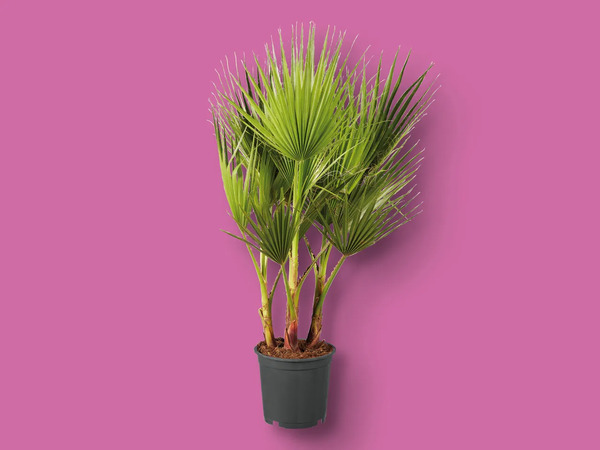 Winterharte Palme, Topf von Lidl ansehen!