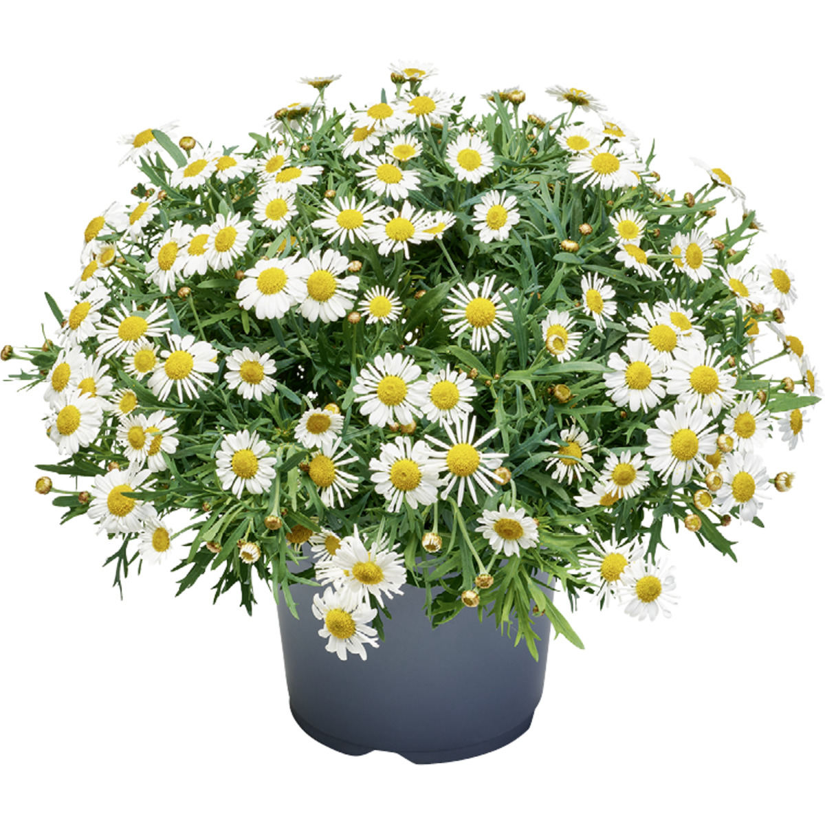 Bild 1 von Margheritenbusch