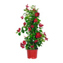 Bild 2 von GARDENLINE Dipladenia-Pyramide