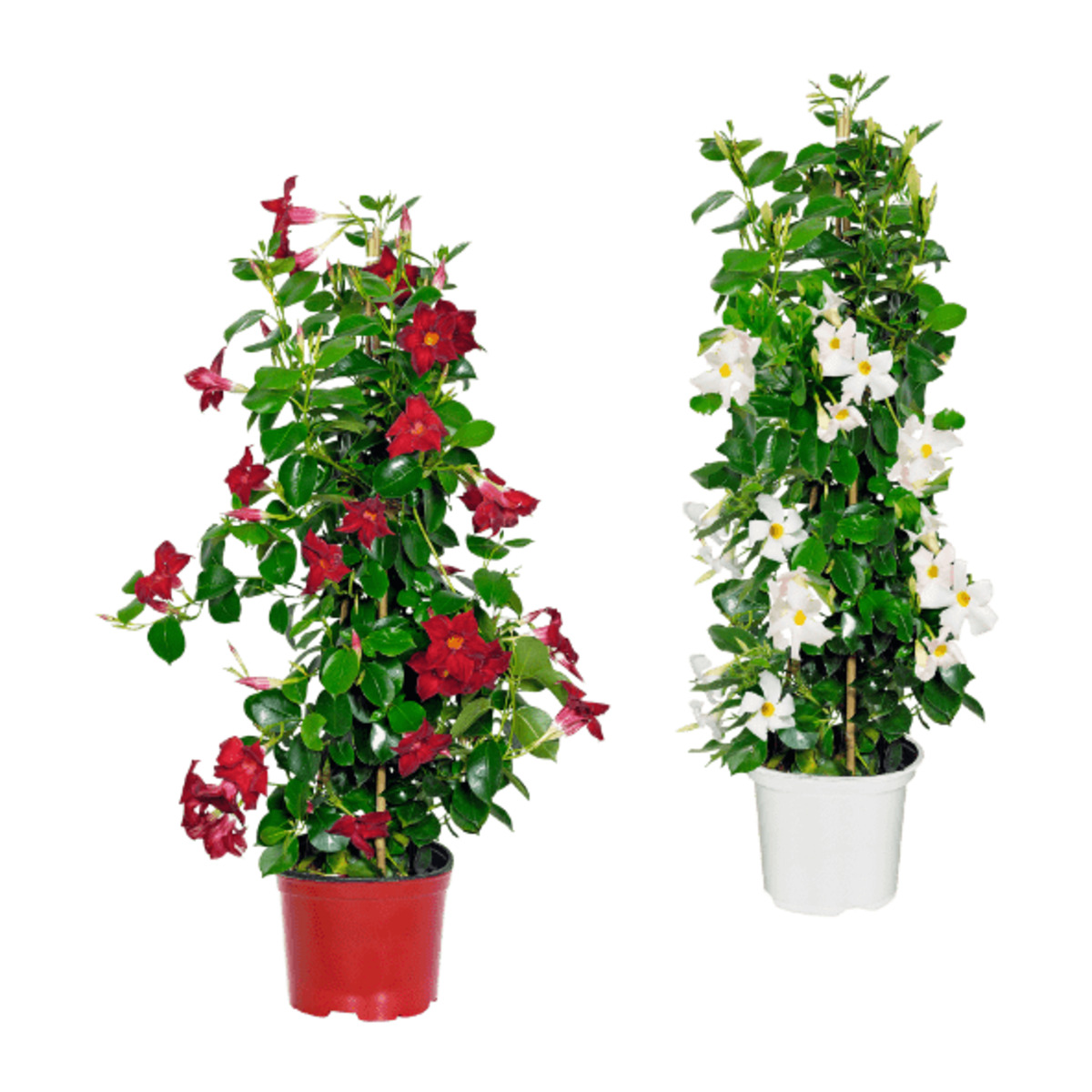 Bild 1 von GARDENLINE Dipladenia-Pyramide