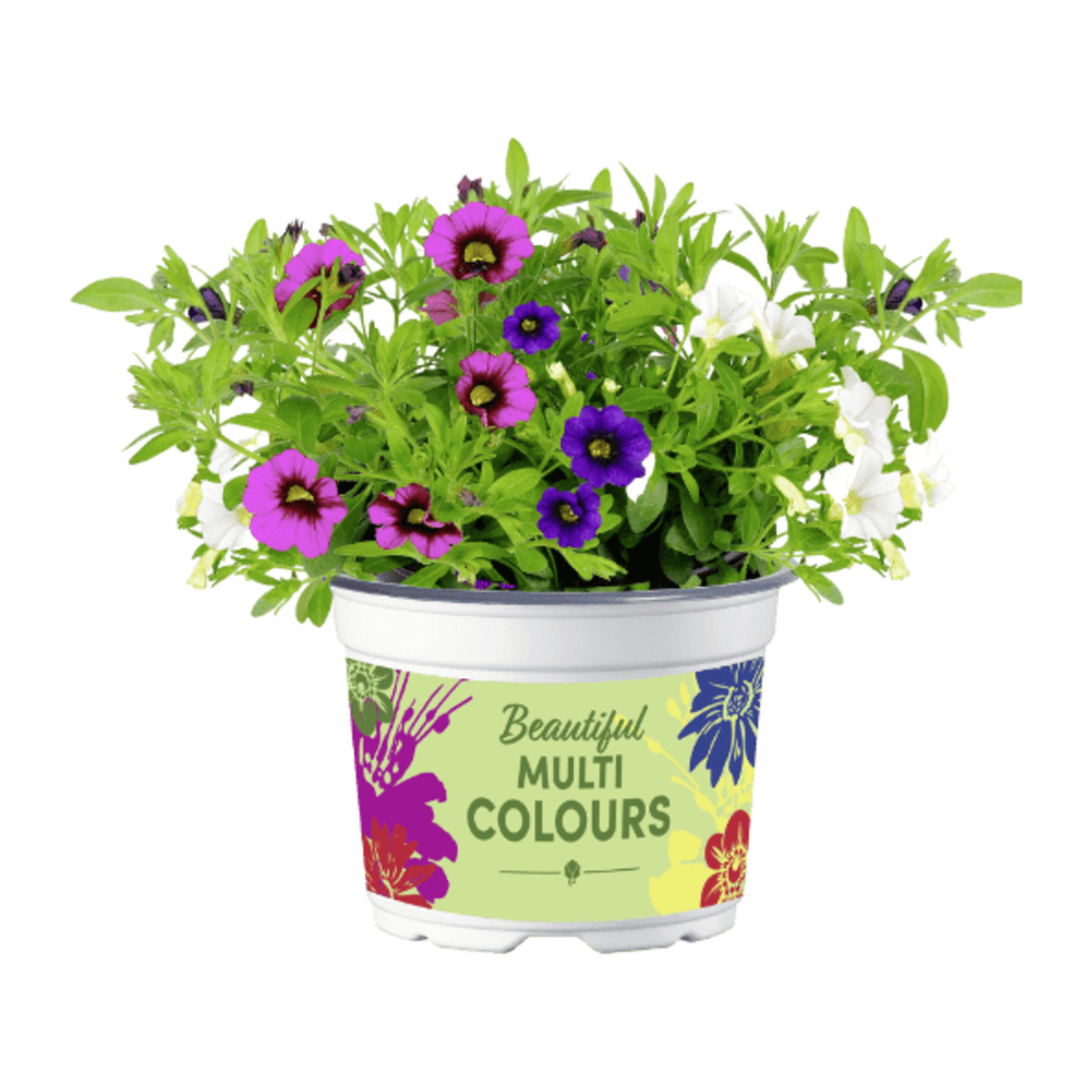 Bild 4 von GARDENLINE Mini-Petunien-Trio / Petunie