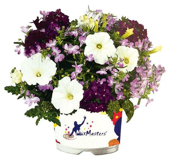 Bild 2 von Beet & Balkonpflanzen Trio