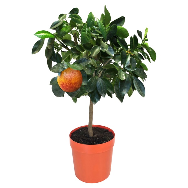 Bild 4 von GARDENLINE Zitrusstämmchen