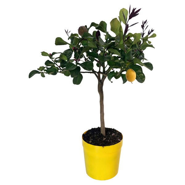 Bild 2 von GARDENLINE Zitrusstämmchen