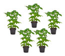 Bild 1 von Tomatenpflanzen, 5er-Set