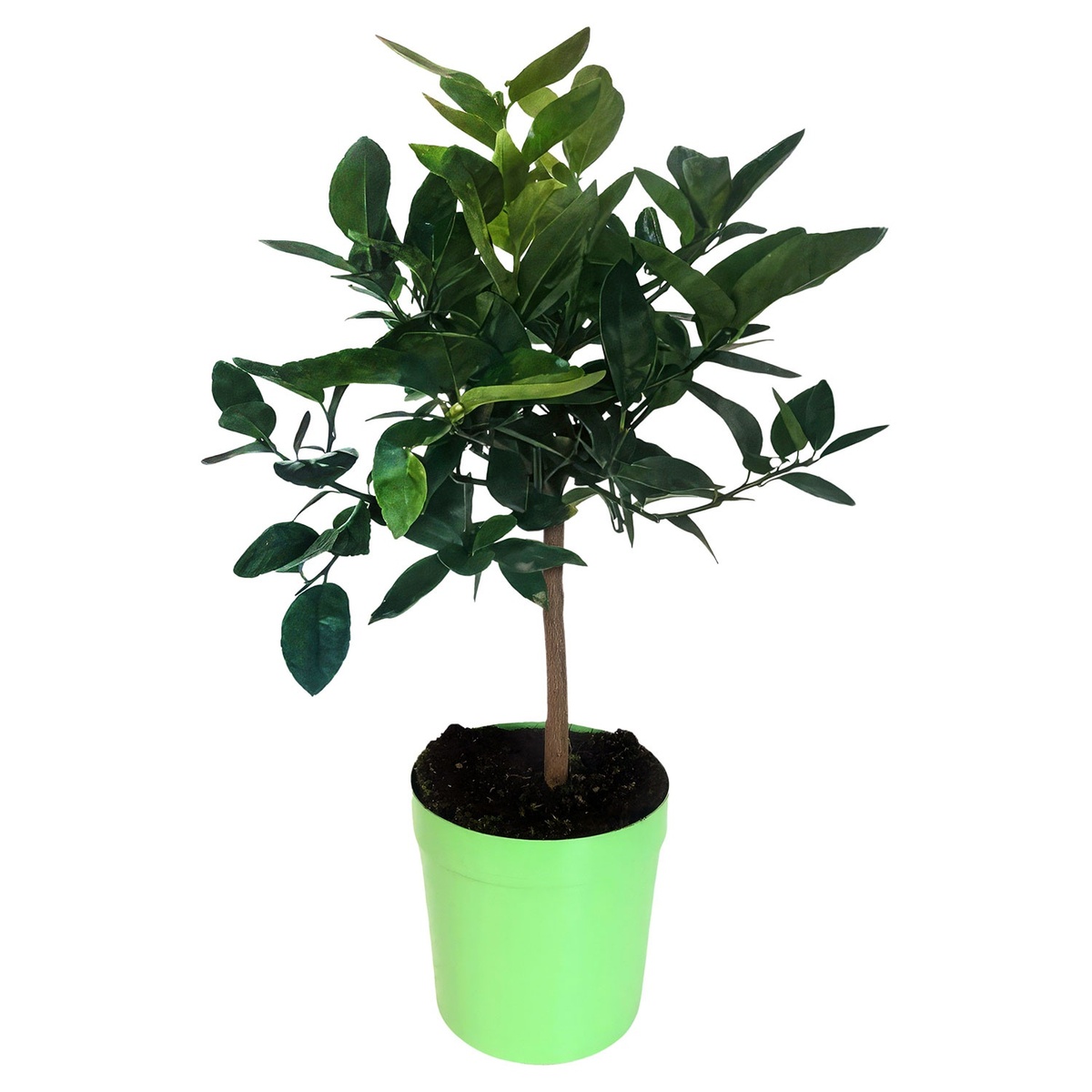 Bild 3 von GARDENLINE Zitrusstämmchen