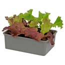 Bild 1 von GARDENLINE Salat-Duo