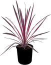 Bild 1 von Keulenlilie Cordyline 20 cm Topf