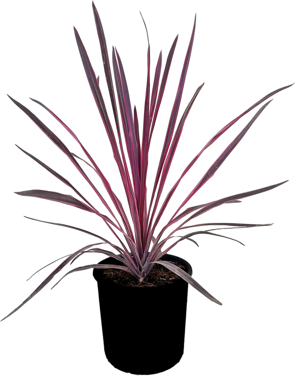 Bild 1 von Keulenlilie Cordyline 20 cm Topf
