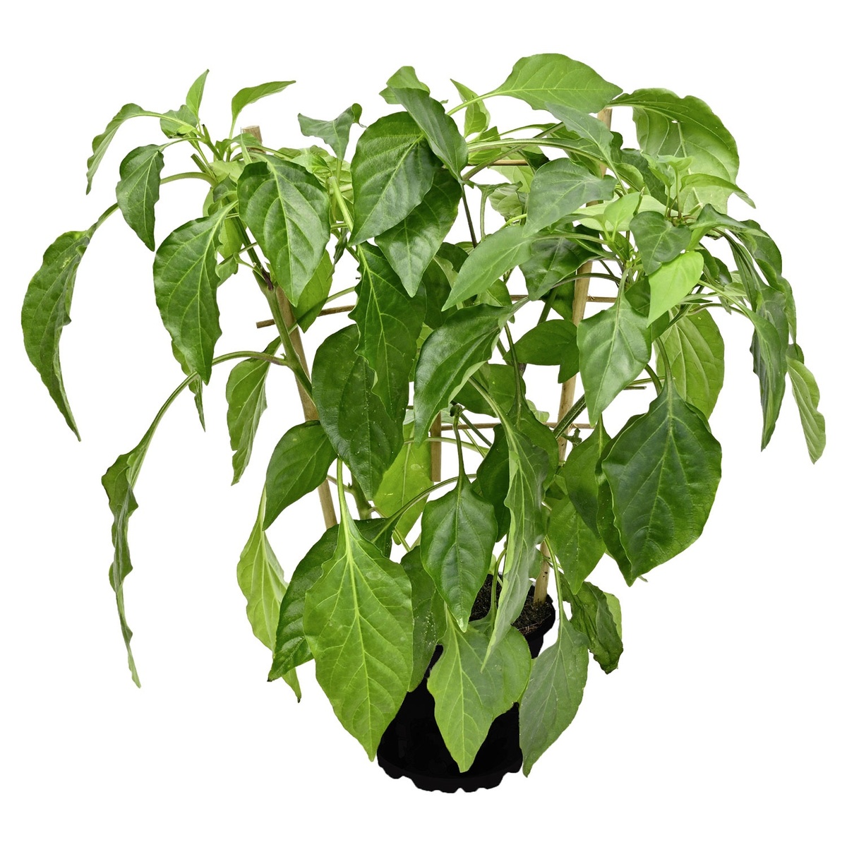 Bild 2 von GARDENLINE Gemüse-Duo