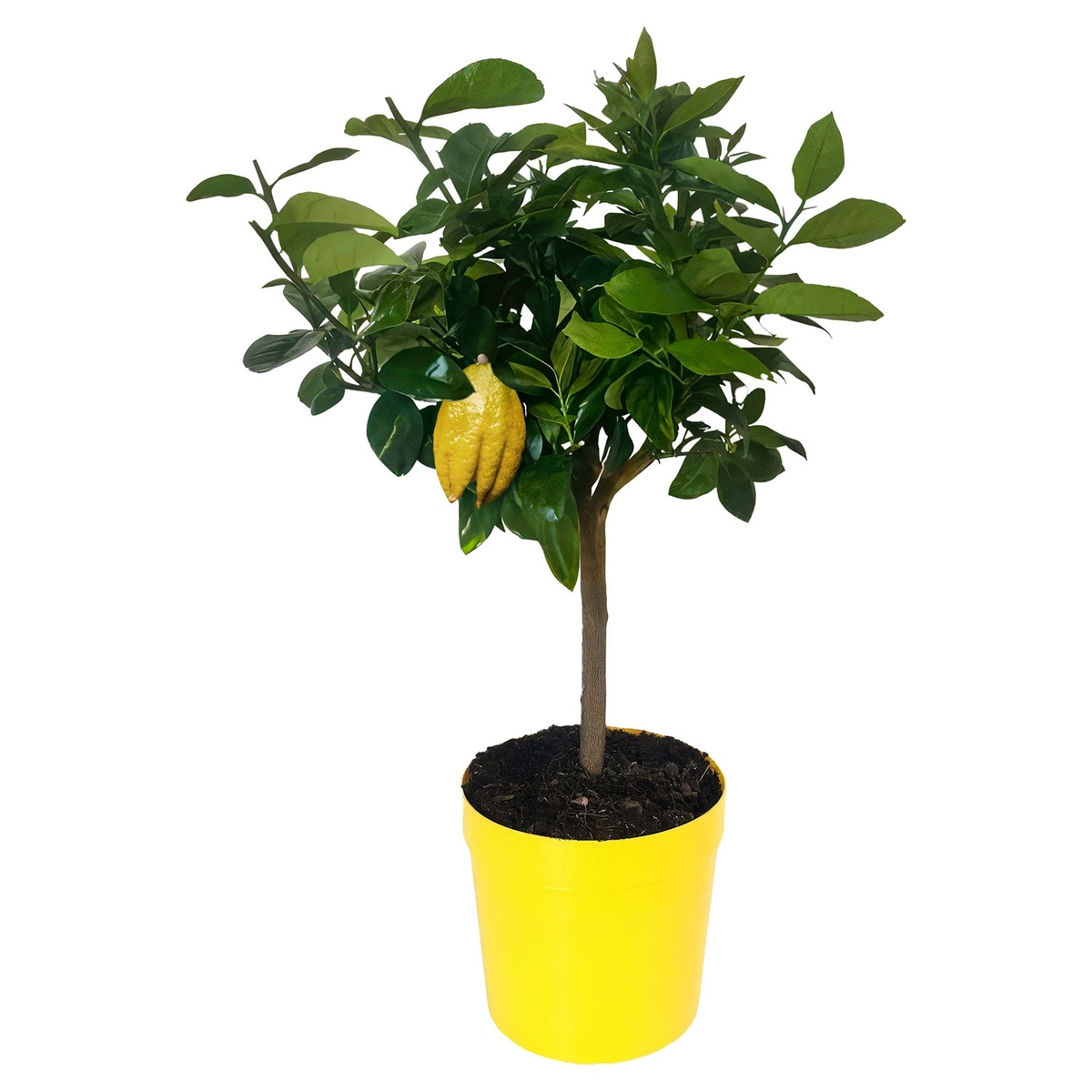 Bild 1 von GARDENLINE Zitrusstämmchen