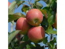 Bild 1 von Apfel Pinova®, 1 Buschbaum im 5 Liter Topf, ca.100 cm