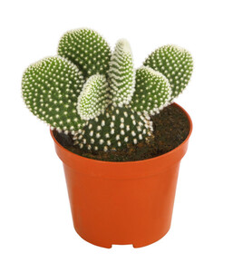 Hasenohr-Kaktus