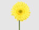 Bild 1 von Kunstblume Gerbera gelb