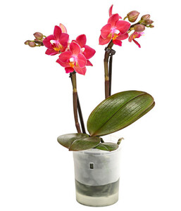 Mini-Schmetterlingsorchidee 'Aqua Orchids®'