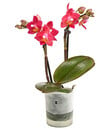 Bild 1 von Mini-Schmetterlingsorchidee 'Aqua Orchids®'