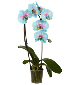 Schmetterlingsorchidee 'Blue Wonder', Cascade