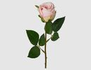 Bild 1 von Einzelblume Rose rosa