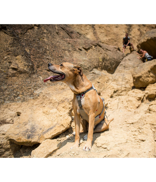 Bild 3 von RUFFWEAR® Hundegeschirr DoubleBack™ Cloudburst Gray, L/XL