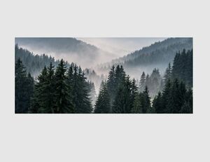 Bild Wald im Nebel