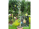 Bild 1 von Säulenbirnen-Kollektion: Condo® + Decora, je 1 Pflanze im 5 Liter Container