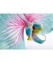 Bild 4 von Schmetterlingsorchidee 'Blue Wonder', Cascade