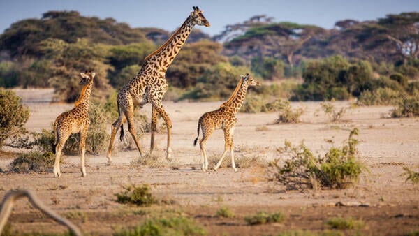 Bild 1 von Rundreisen Tansania & Kenia: Rundreise ab Karatu